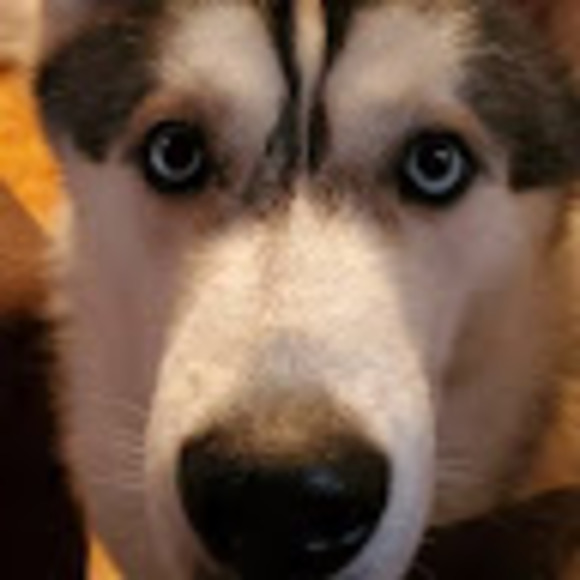 Meet your Posher, Trae - Picture 1 of 1